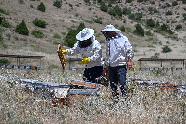 Van'da üreticiler bal üretimini artırıyor