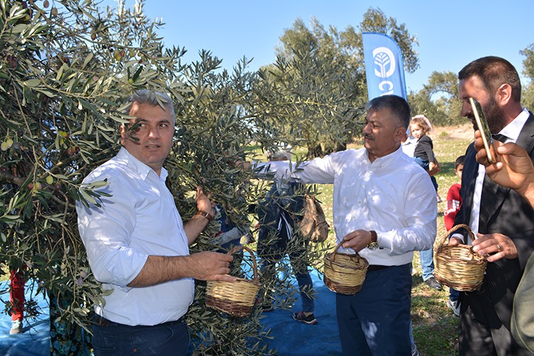 Sembolik zeytin hasadı!..