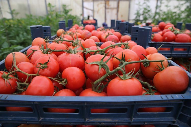 Türkiye'den 247 milyon 998 bin dolarlık domates ihracatı