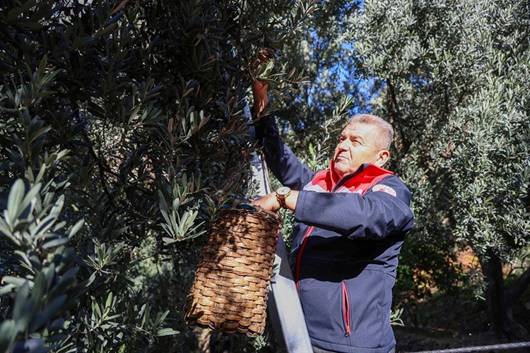 Artvin'in ödüllü zeytini Butko'da bereket yılı