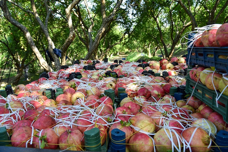 İnhisar'da 5 bin ton nar rekoltesi bekleniyor