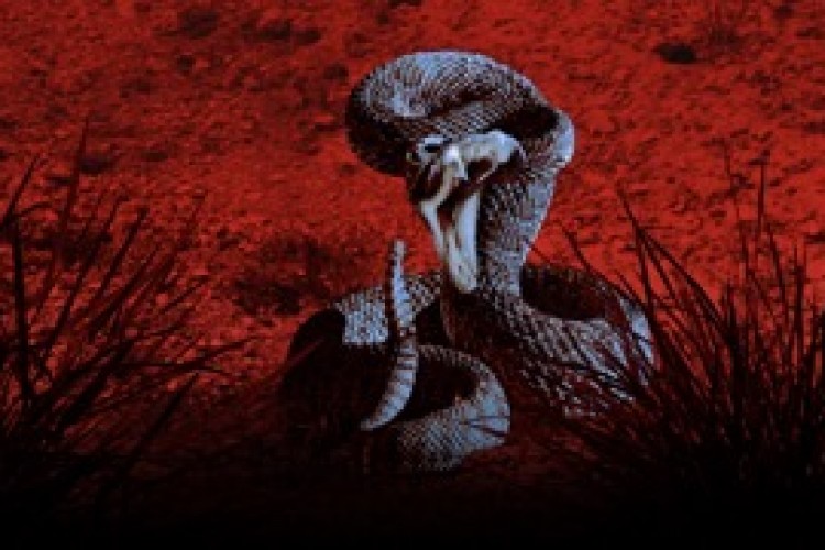 'Bir Şey Beni Isırdı: Zehirli Karşılaşmalar Özel' 30 Mart Cumartesi Günü 20.00'de National Geographic WILD Ekranlarında!