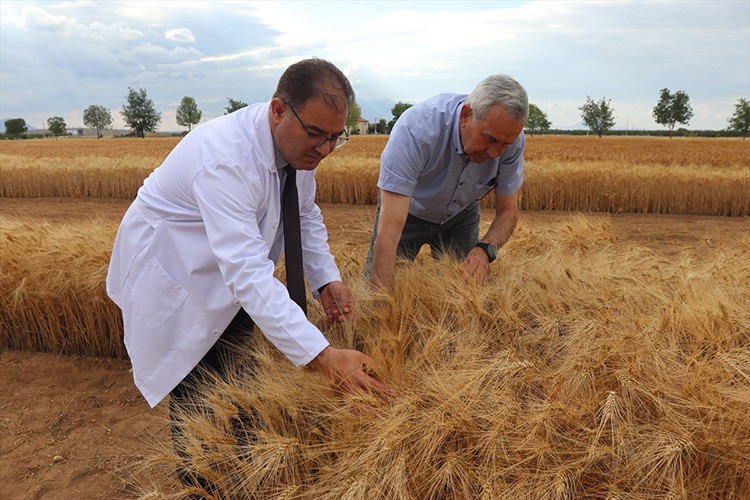 "Ahmet Buğdayı", bu ekim döneminde toprakla buluşacak