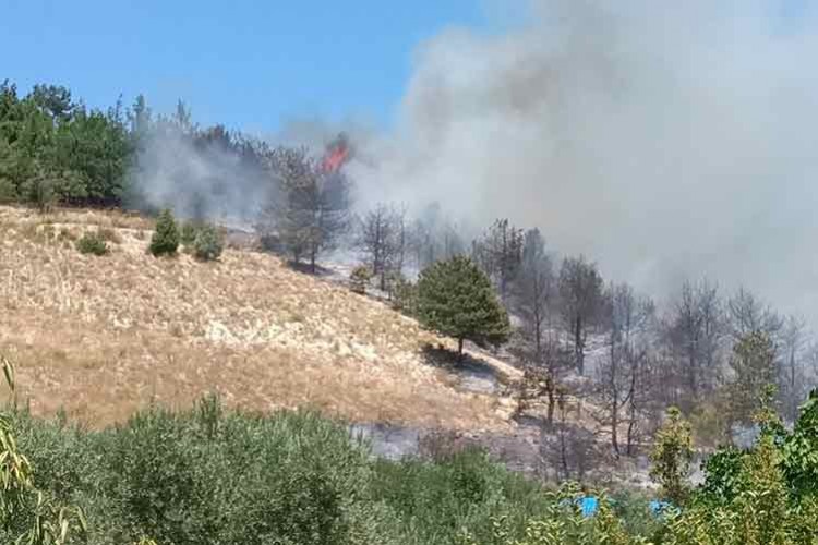 Sakarya'da 8 dönüm ağaçlık alan yandı