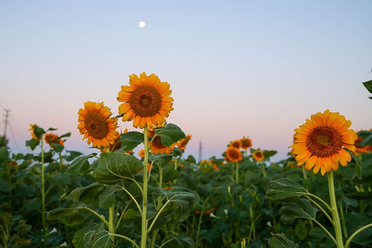 Uşak'ta ayçiçeği ekim alanı 5 yılda 4 kat arttı