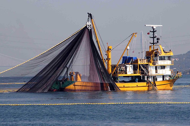 Karadeniz balıkçılığına dair bilimsel veri tabanı