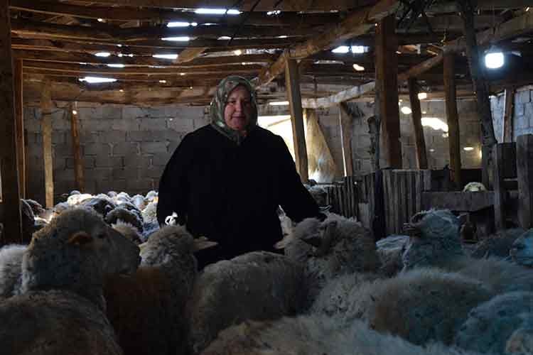 Kadın girişimci kurduğu sürüyü ailesiyle büyütüyor