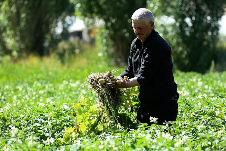 Tohumu geliştirilen yerli patateslerin gelişimi inceleniyor