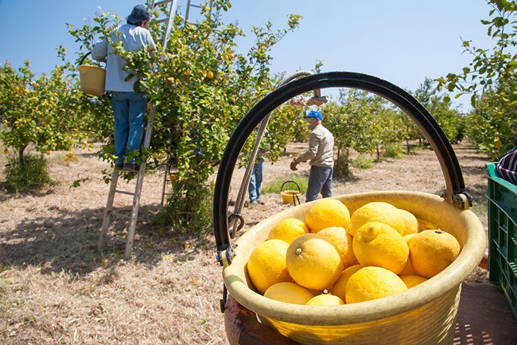 Taze meyve sebze sektörüne çifte destek