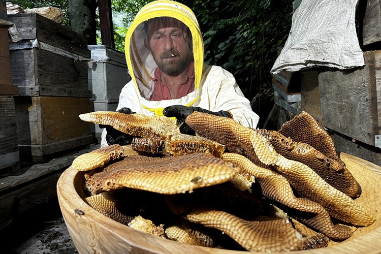 Ayder balında hasat mesaisi başladı