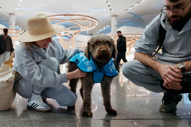 İGA İstanbul Havalimanı Terapi Köpekleri Uçuş Stresini Azaltmak İçin Göreve Hazır!