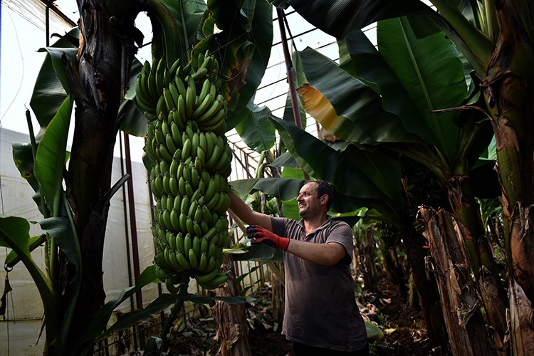 700 bin ton rekolte hedefi