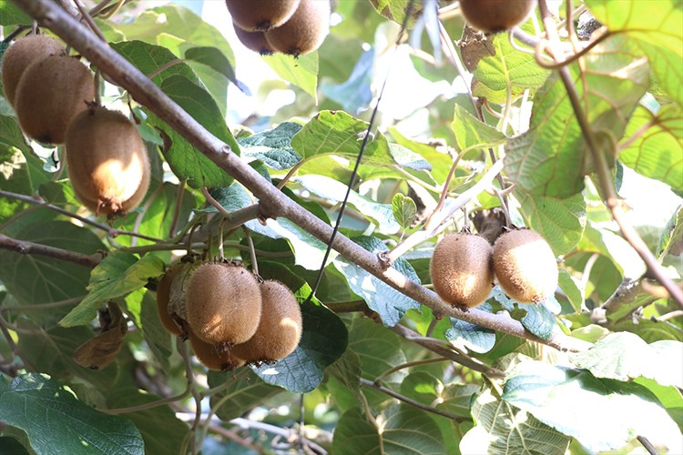 Coğrafi işaret tescilli Yalova kivisinde hasat başladı