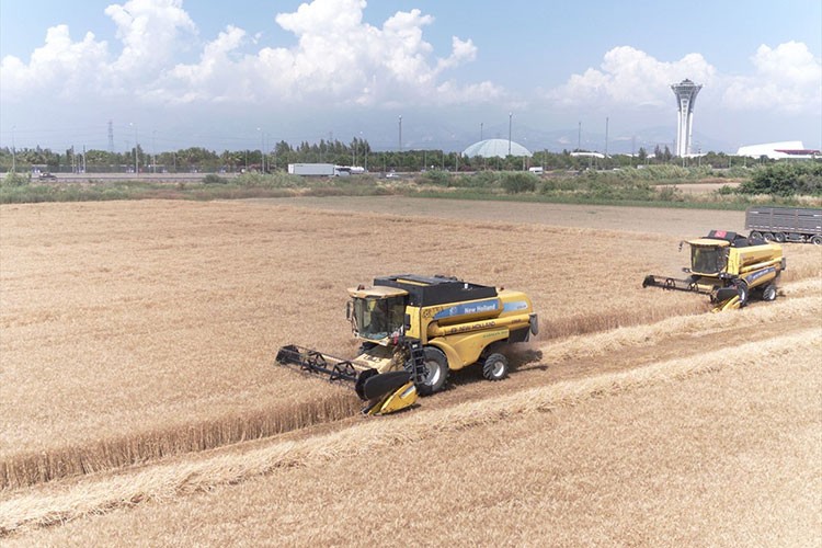 Antalya'da buğday hasadına başlandı