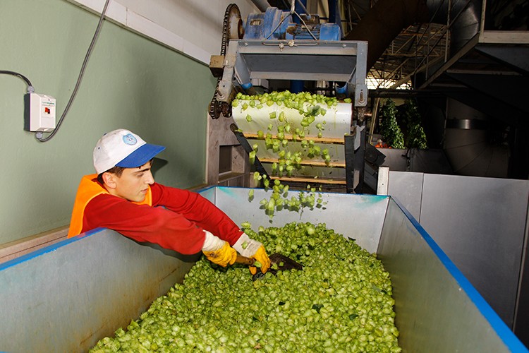 47 yıldır yetiştiriliyor