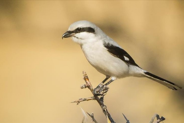 "Doğaya Kanat Açtık" projesi COP28'de yerini aldı