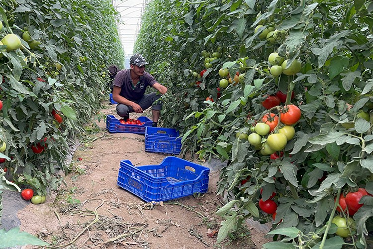 Isparta'da yetiştirilen domatesler Orta Doğu ve Avrupa'ya satılıyor