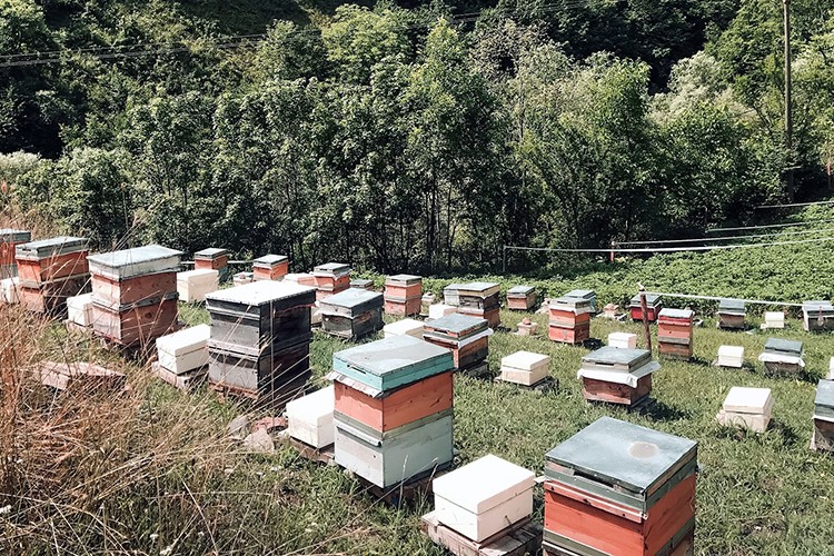 Aria Propolis Tüketicilerle Buluşuyor