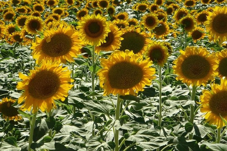 Ayçiçeği yağı ithalatında tarife kontenjanı açıldı