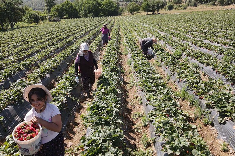 Muğla'da yüz güldüren çileğin hasadı yapıldı