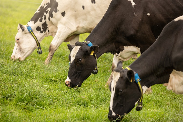 SenseHub Dairy ileHayvancılıkta Verimlilik Artıyor