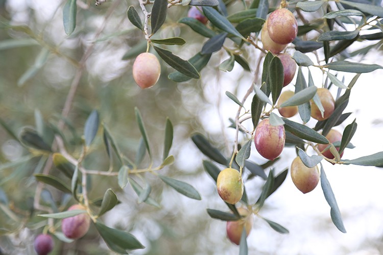 AB Türk zeytinini engelliyor