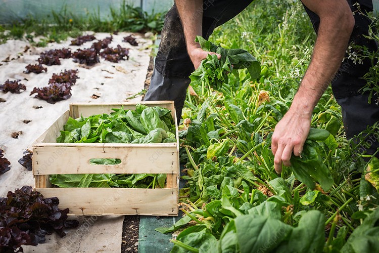 AB'nin organik tarım alanları genişliyor