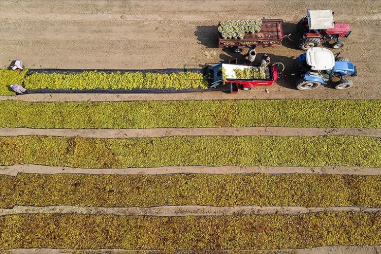 Sultani çekirdeksiz sofralık üzümde ihracat 25 Temmuz'da başlayacak