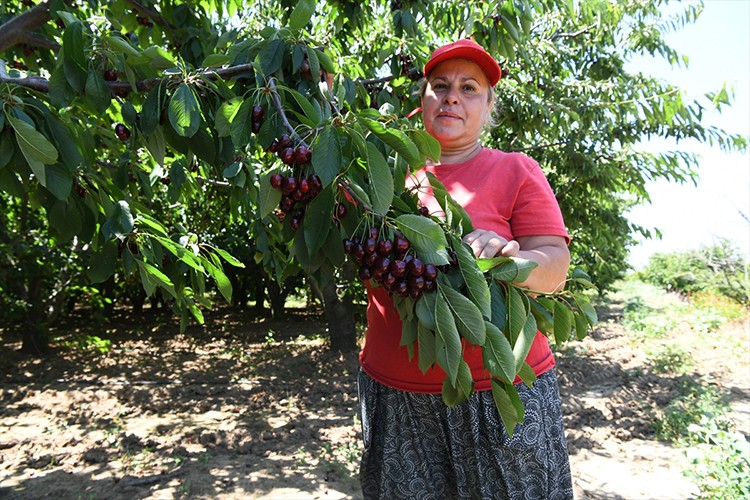 Çay bardağına sığmayan kirazlar yurt dışına gönderiliyor