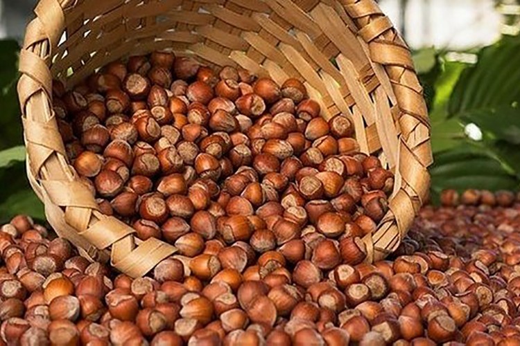 Düzce'den AB ülkelerine 6 ayda 2 bin 86 ton iç fındık satıldı