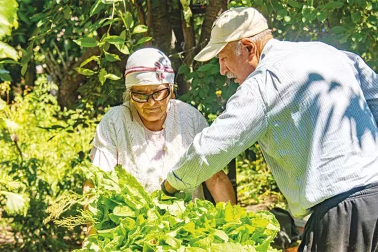 Çiftçi yaşlandı üretim riske girdi