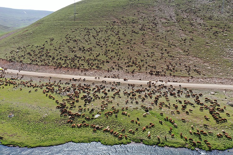 Sinek Yaylası küçükbaş hayvan sürülerini ağırlıyor