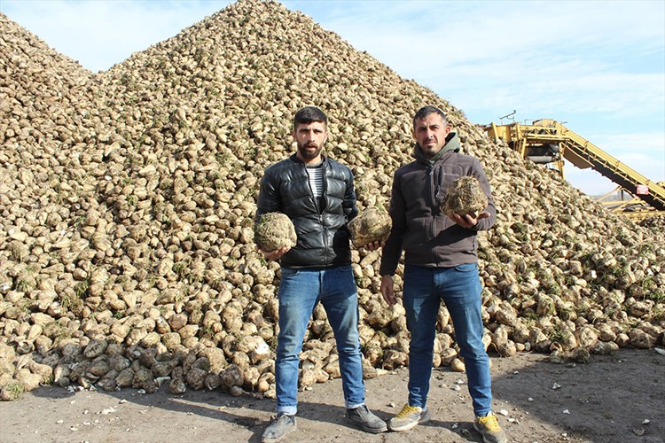 Çiftçiler pancarın kar altında kalmaması için gece gündüz çalışıyor