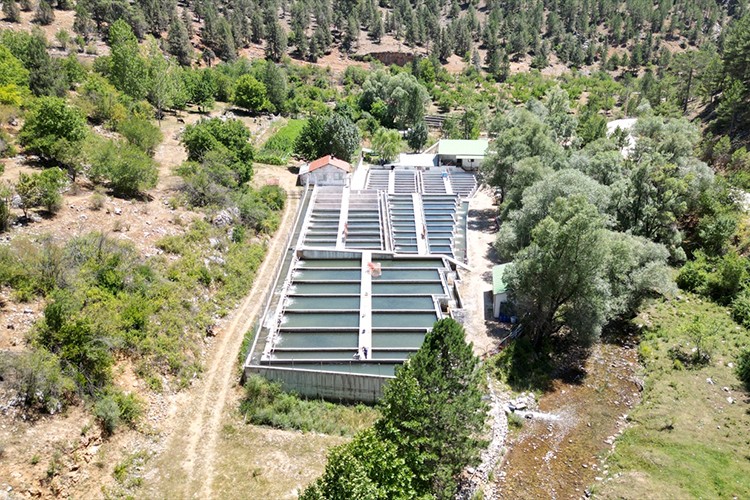 Isparta'da üretilen Türk somonu ve alabalık dünya sofralarında