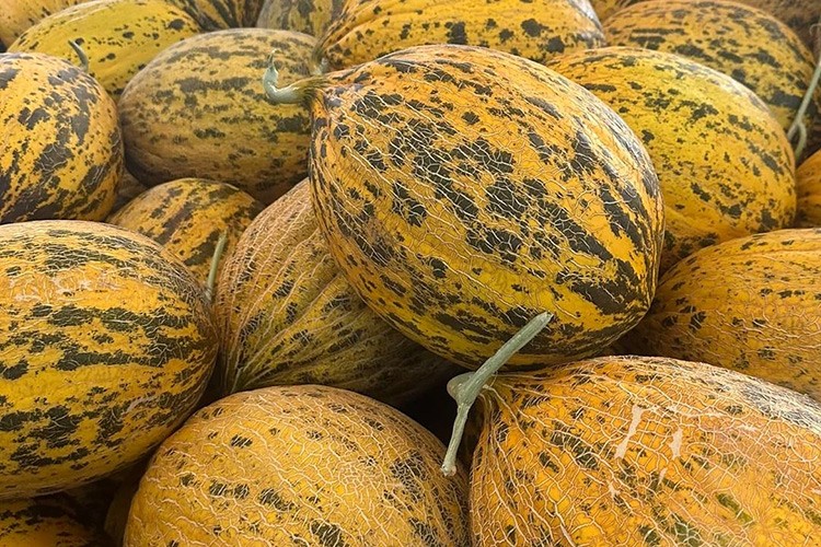 Kırkağaç kavunu kış sofraları için hazırlanıyor