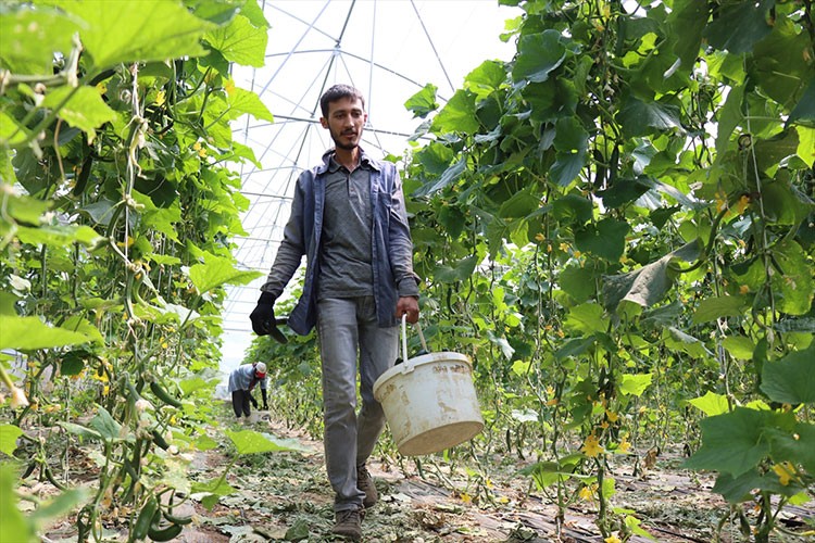 Kurduğu modern çiftlikte tarım ve hayvancılık yapıyor