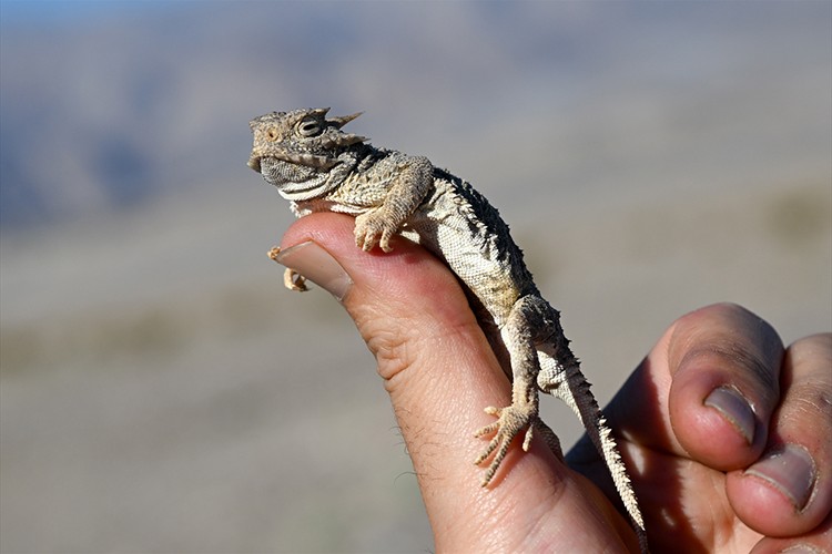 Boynuzlu kertenkele görüntülendi