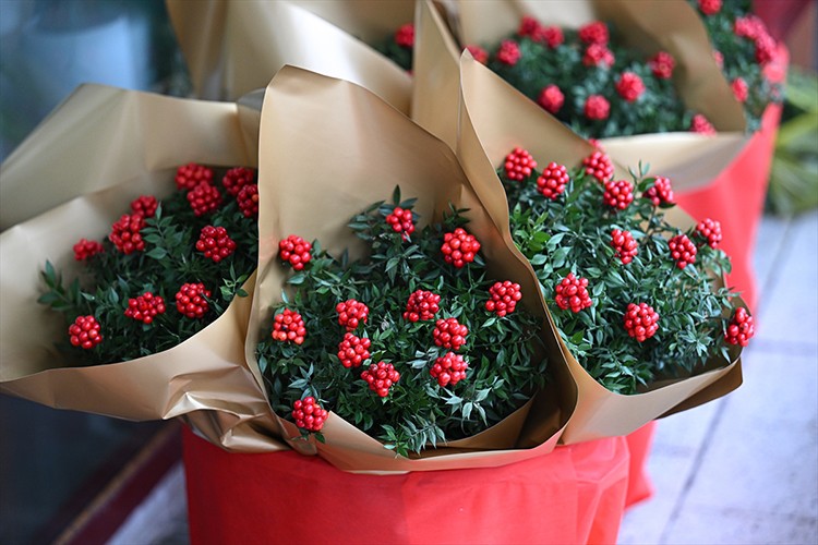 Yılbaşının simgelerinden "kokina çiçeği" tezgahlarda alıcısını bekliyor