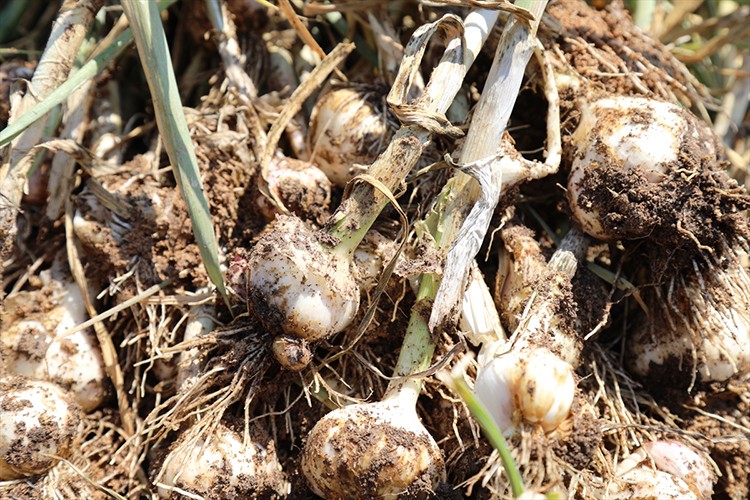 Çubuk Belediyesince üretilen sarımsağın hasadı başladı