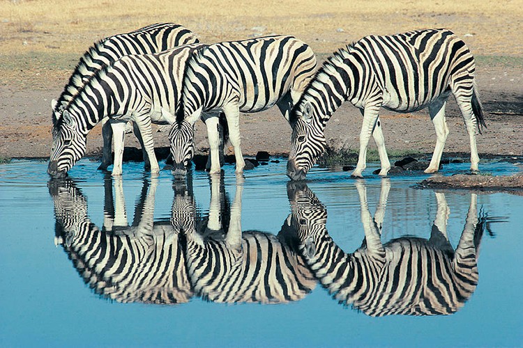 Botsvana'da yaşanan özel bir aşk hikayesi