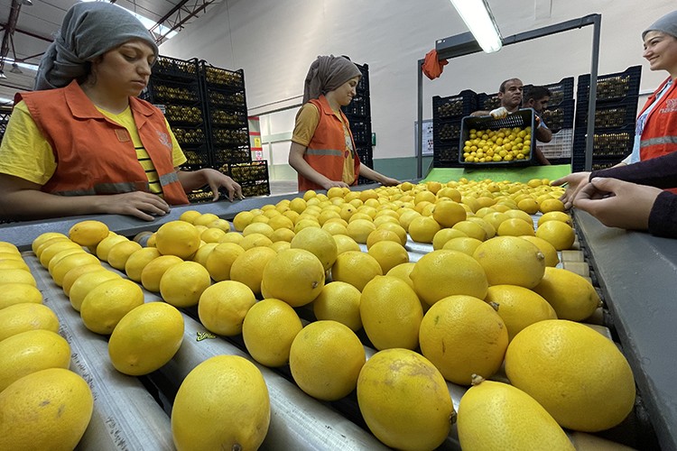 Narenciyede rekolte beklentisini arttı