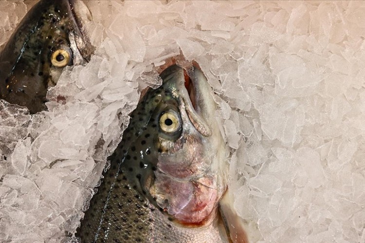 Doğu Karadeniz'in Türk somonu ihracatı yılın 5 ayında yüzde 45 arttı