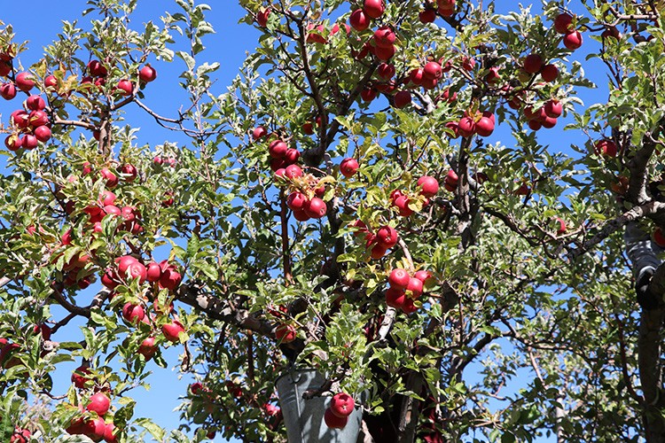 Niğde'de elma üretimi 5 yılda yüzde 25 arttı