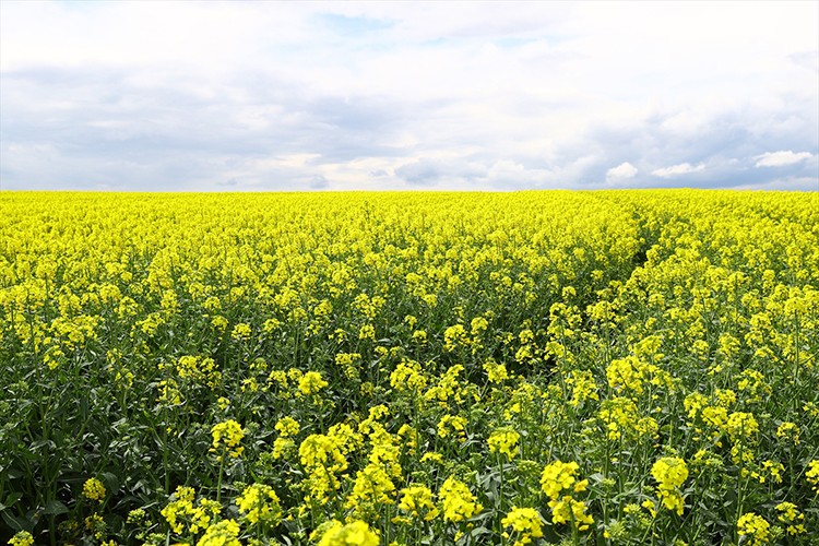 Kanola ile yağ ithalatı azaltılabilir