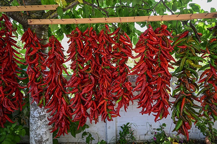 Verimiyle çiftçi kadınları memnun etti