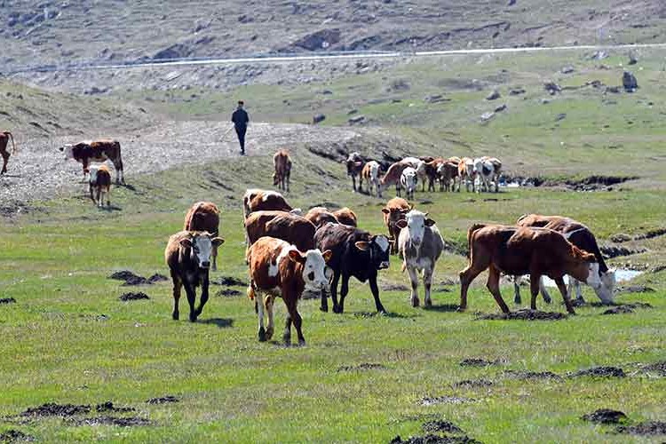 Kars'ta hayvanlar meralarda otlatılmaya başlandı
