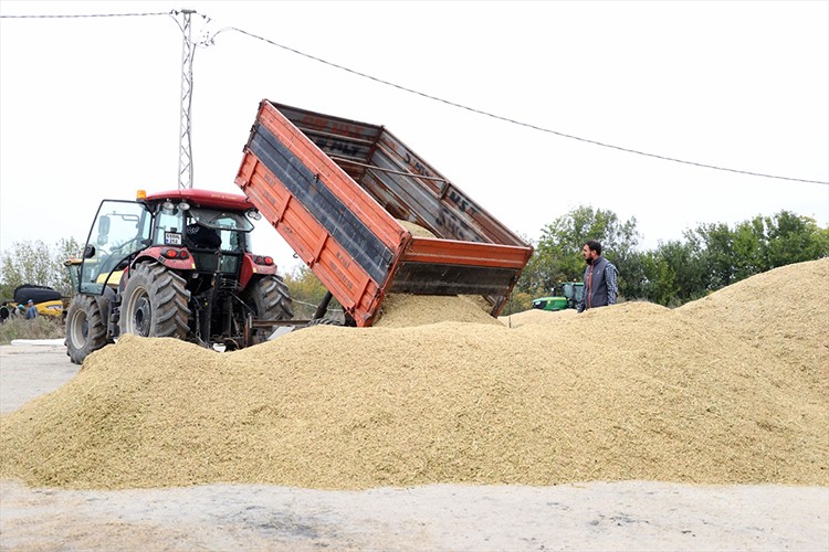 Trakya'da çeltik hasadı tamamlandı