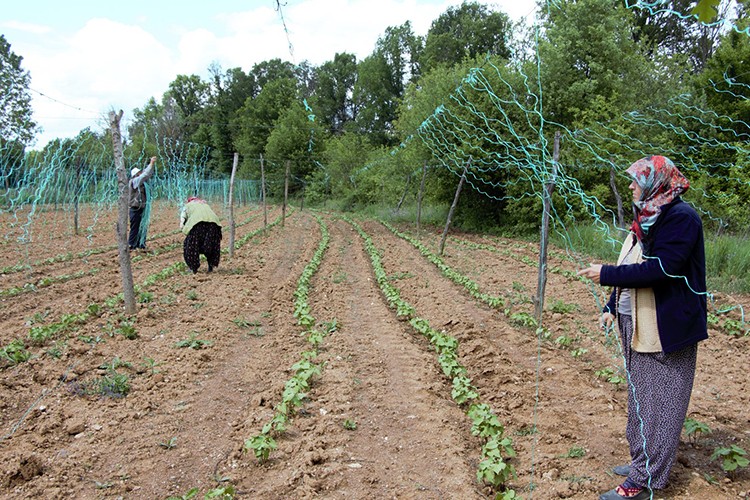 Tescilli boncuk fasulye mesaisi