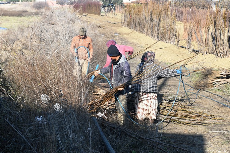 Türk cumhuriyetlerine fidan ihracatı devam ediyor