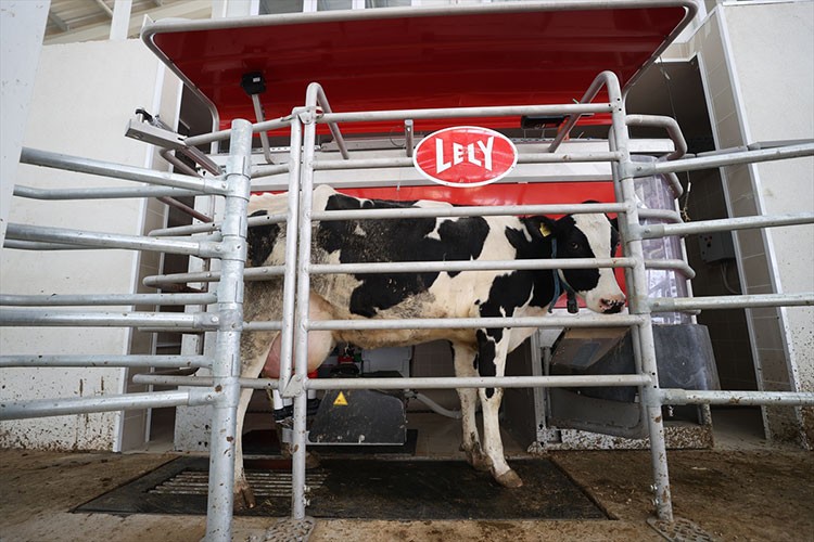 Kırklareli'nde 20 işletme süt sağımında robot kullanıyor